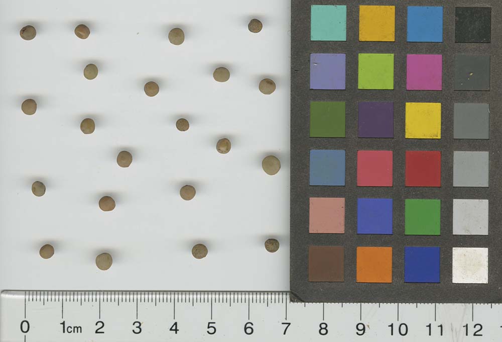 SEED