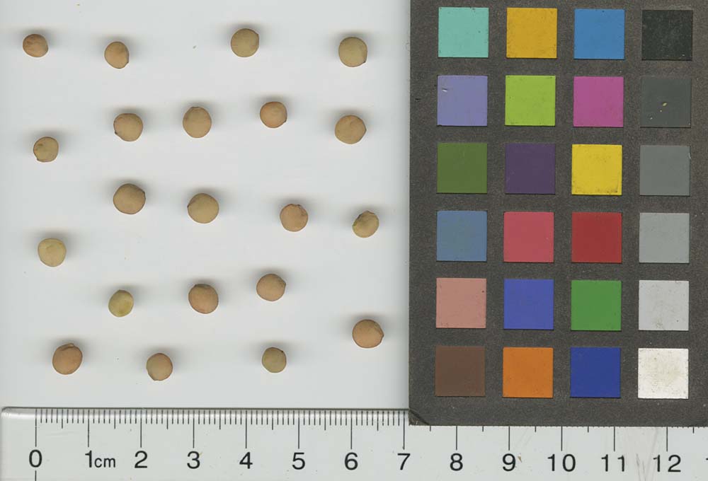 SEED