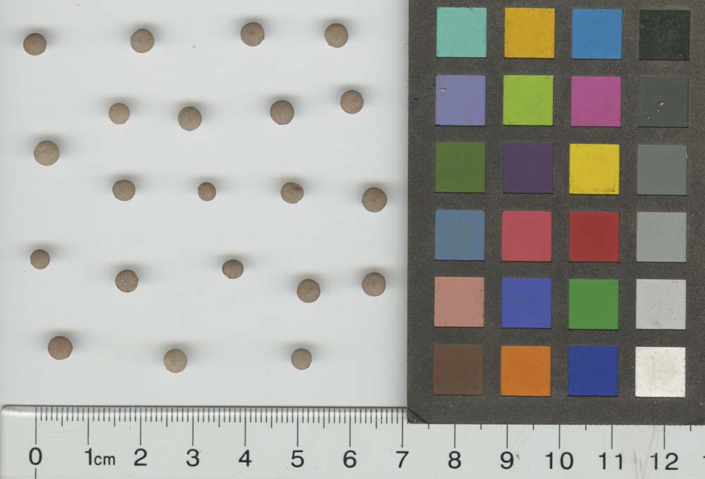 SEED