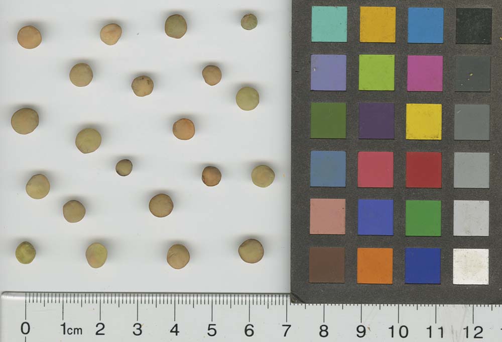 SEED