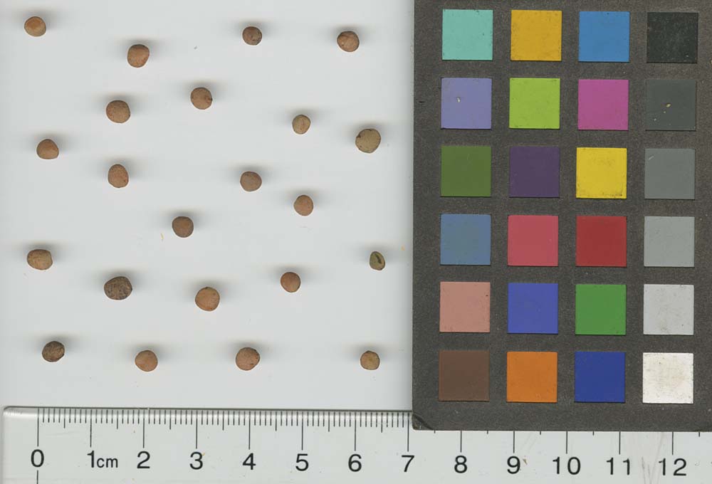 SEED
