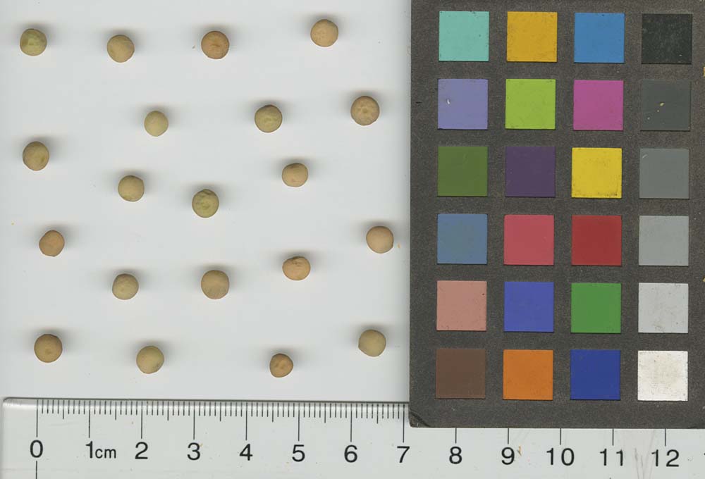 SEED