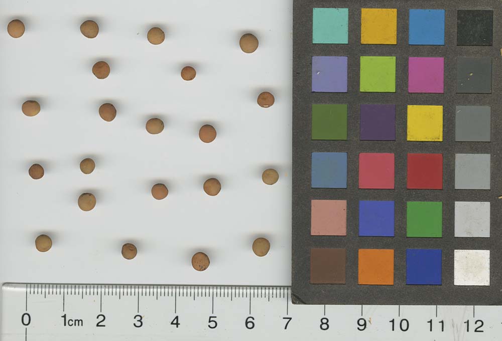 SEED