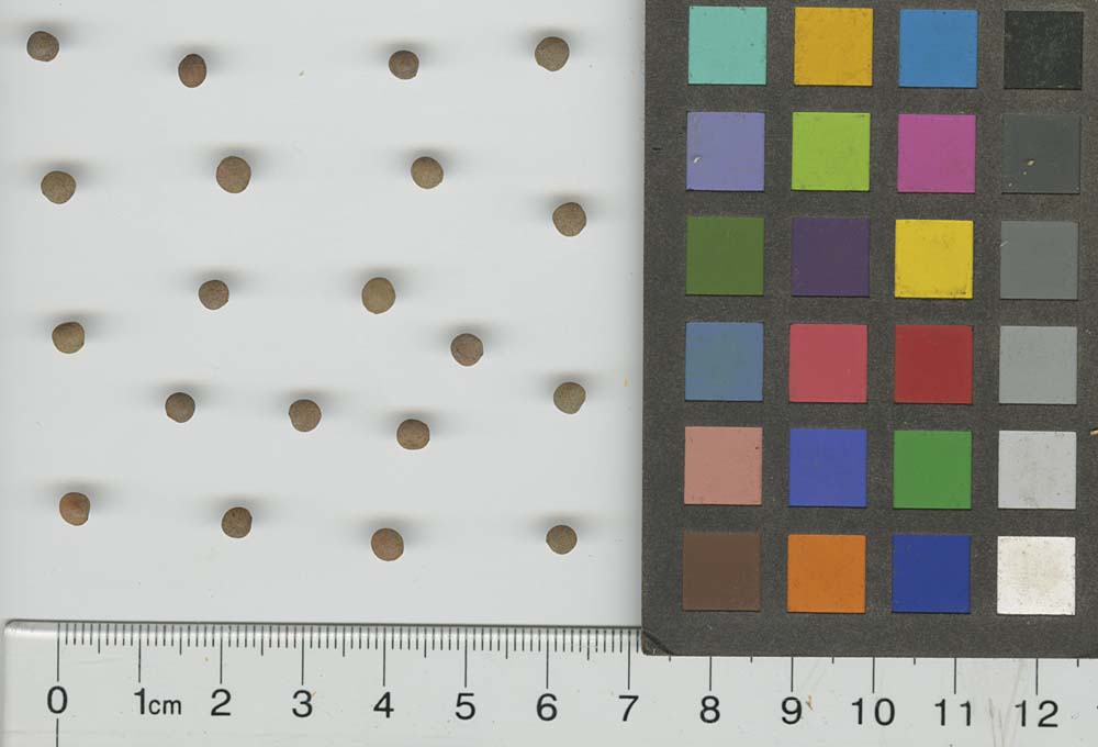 SEED