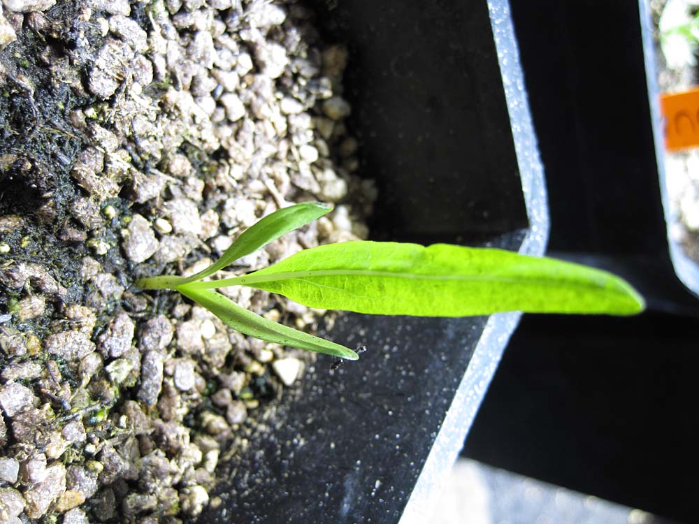 Click for 2 image(s) for this accession. PLANT