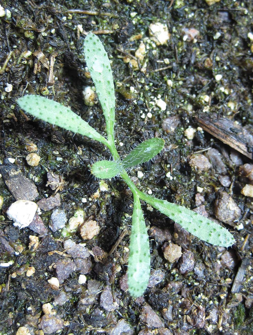 Click for 2 image(s) for this accession. PLANT