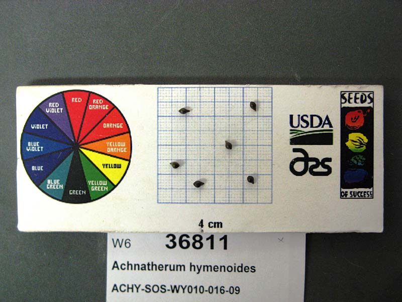 Click for 1 image(s) for this accession. SEED