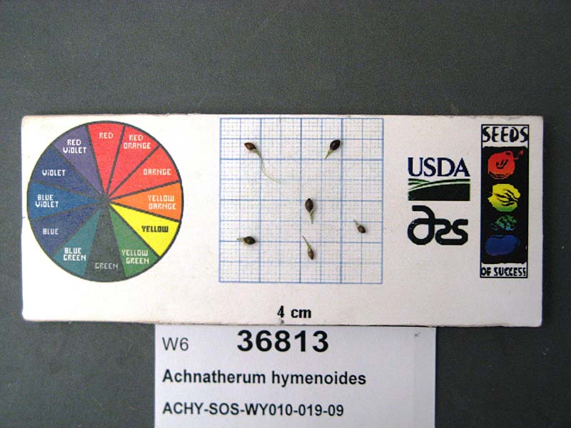 Click for 1 image(s) for this accession. SEED