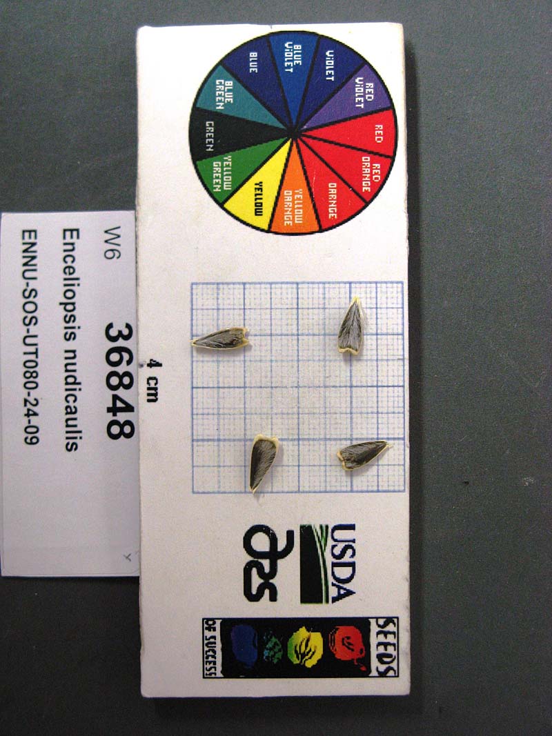 SEED