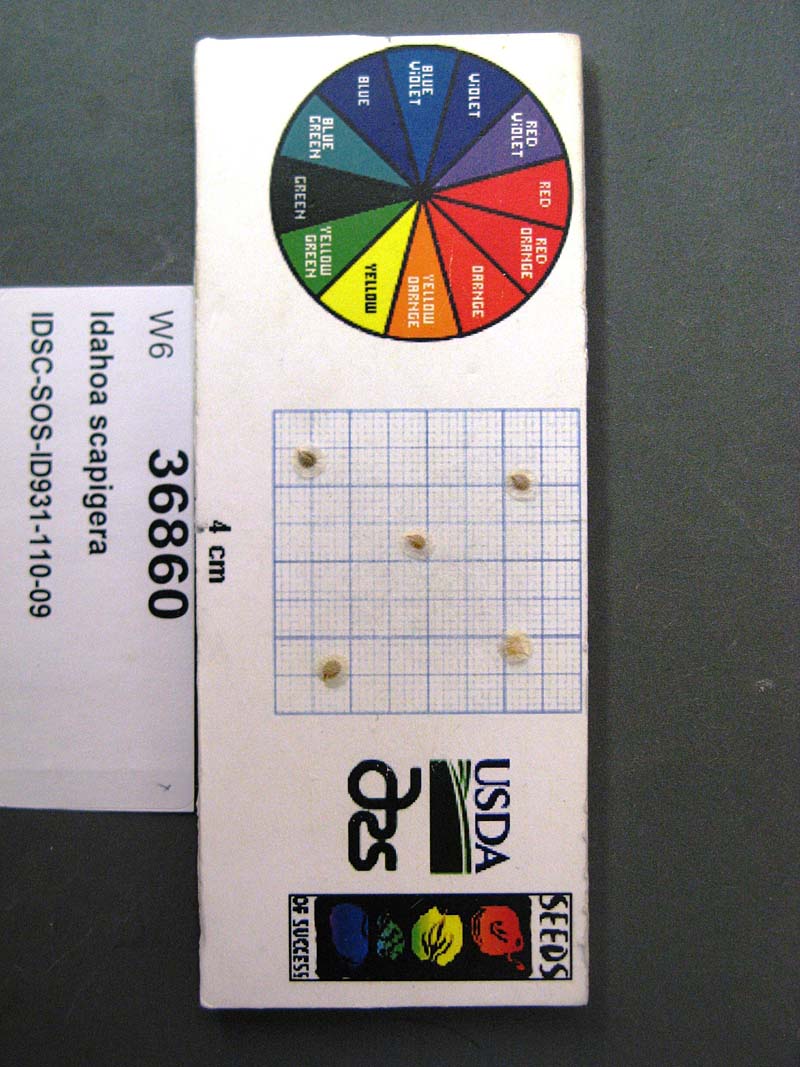 SEED