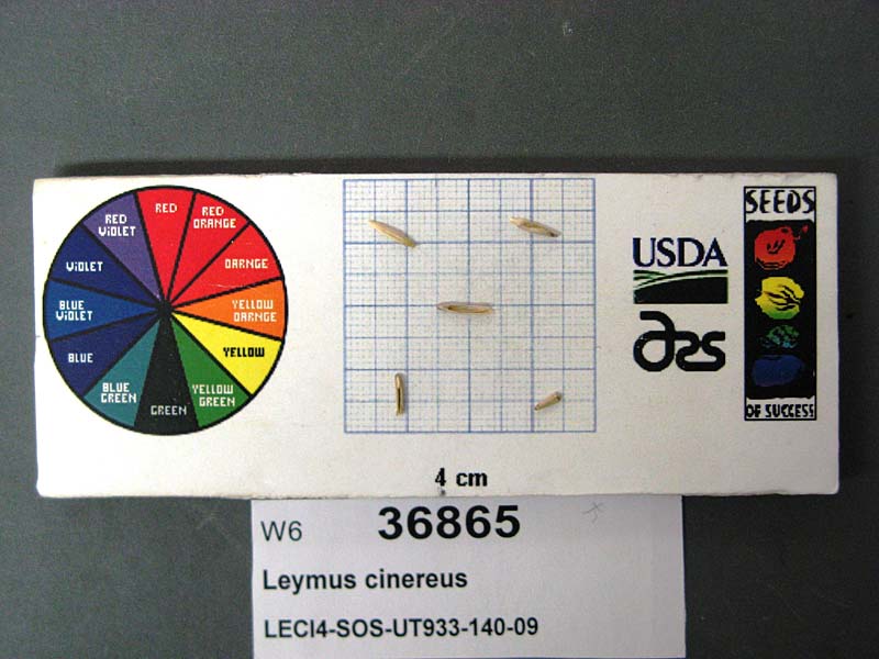 SEED