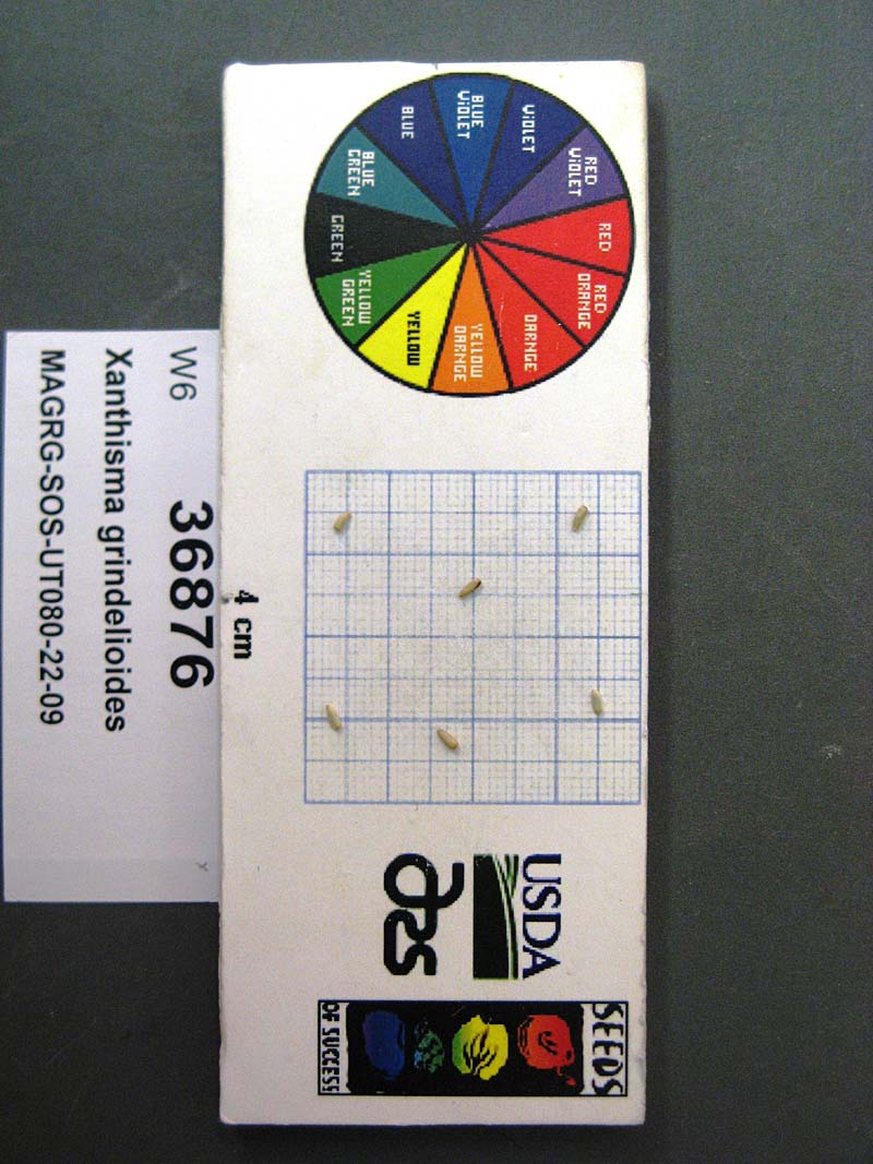SEED