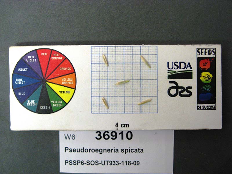 SEED