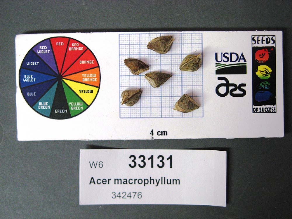 SEED