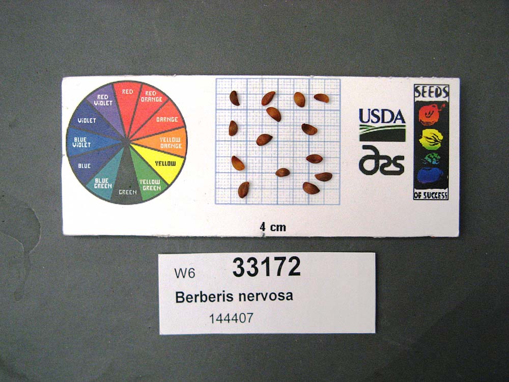 SEED