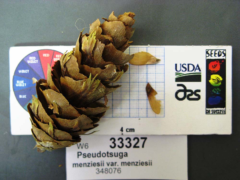 Click for 1 image(s) for this accession. SEED