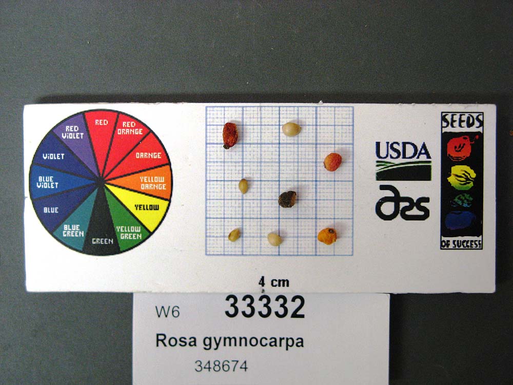 SEED