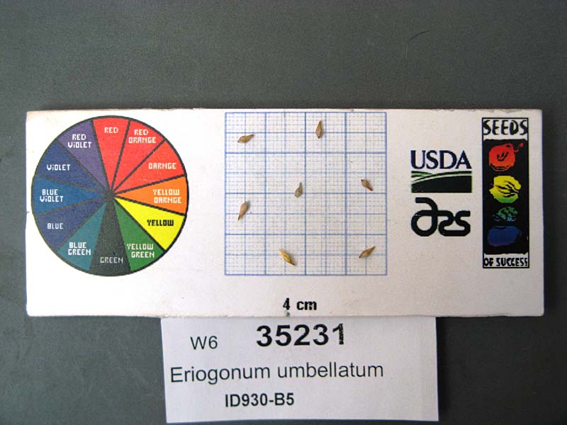 Click for 1 image(s) for this accession. SEED