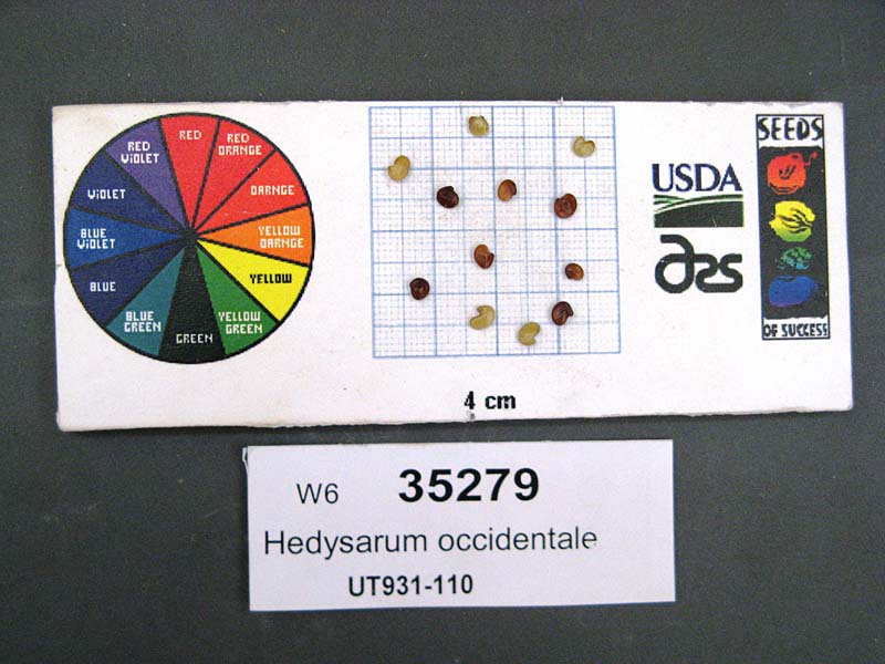 SEED
