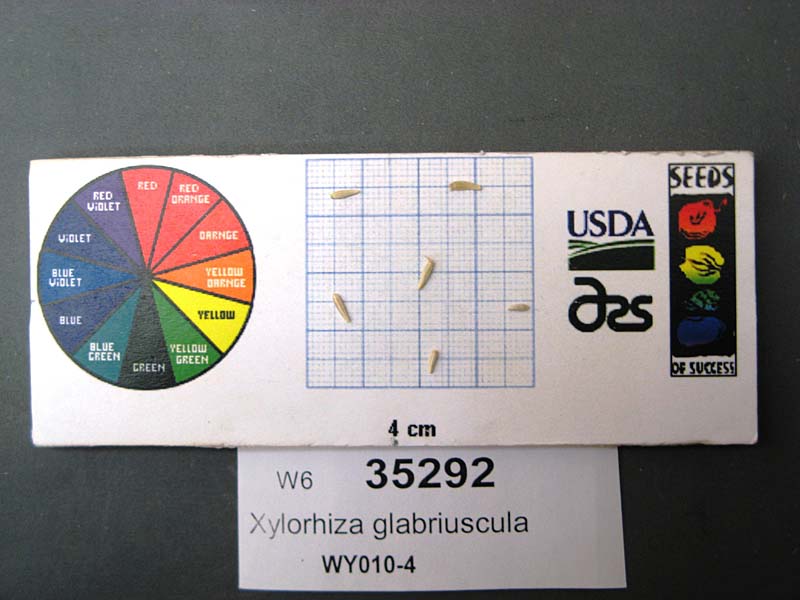 SEED