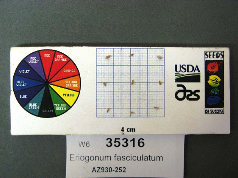 Click for 1 image(s) for this accession. SEED