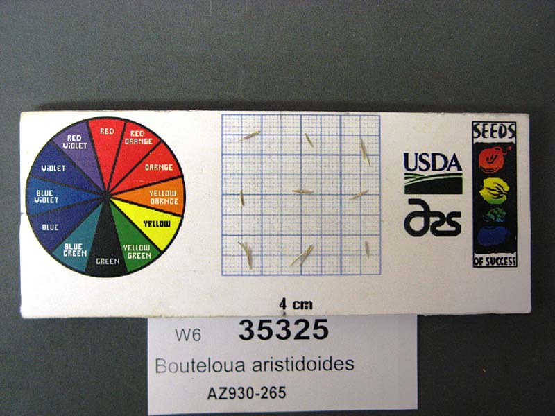 Click for 1 image(s) for this accession. SEED