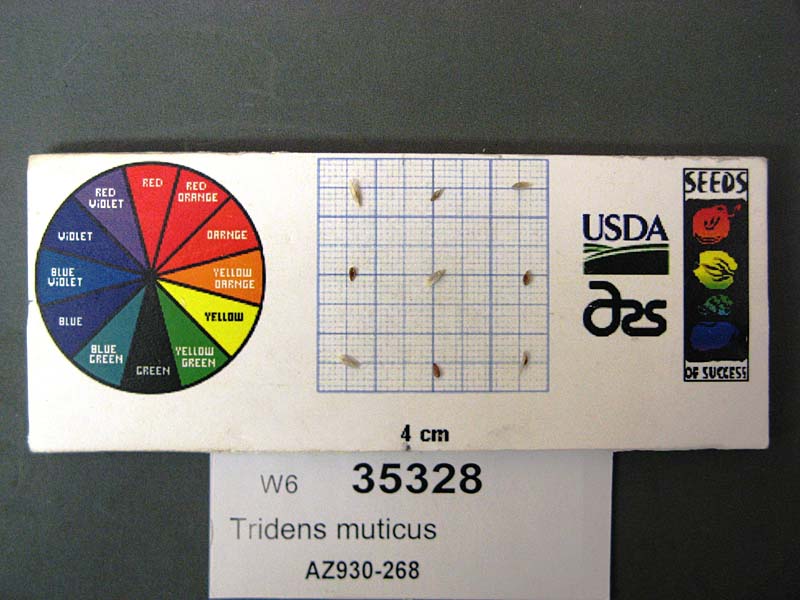 SEED