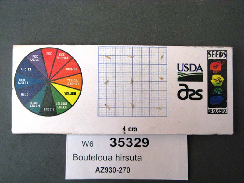 Click for 1 image(s) for this accession. SEED
