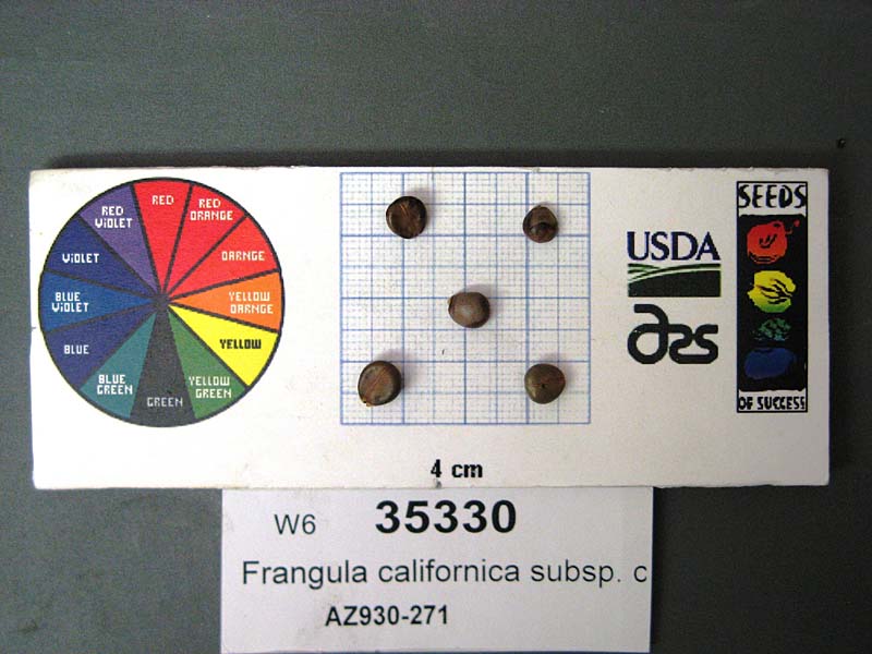 SEED