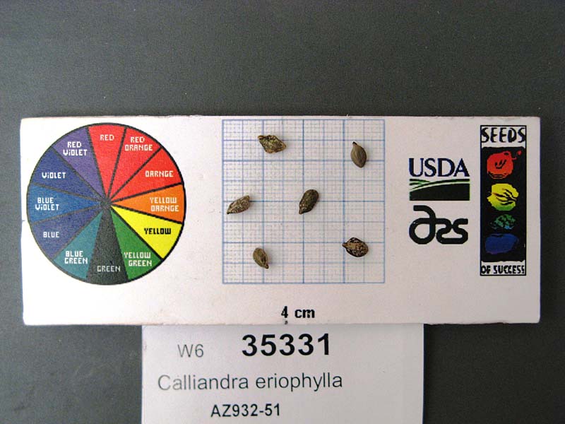 Click for 1 image(s) for this accession. SEED