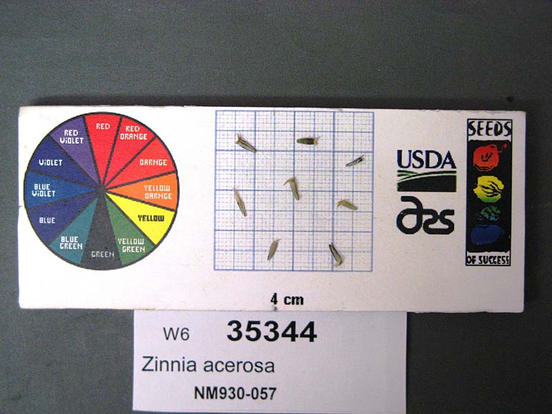 SEED
