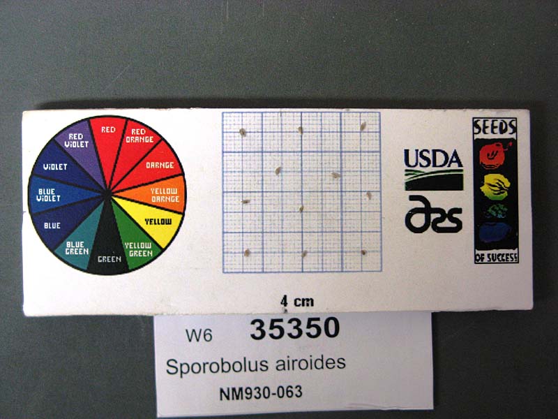 SEED
