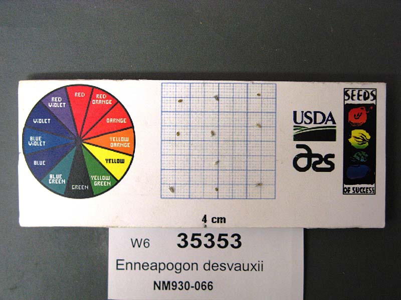 Click for 1 image(s) for this accession. SEED