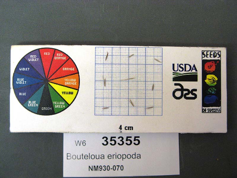 Click for 1 image(s) for this accession. SEED