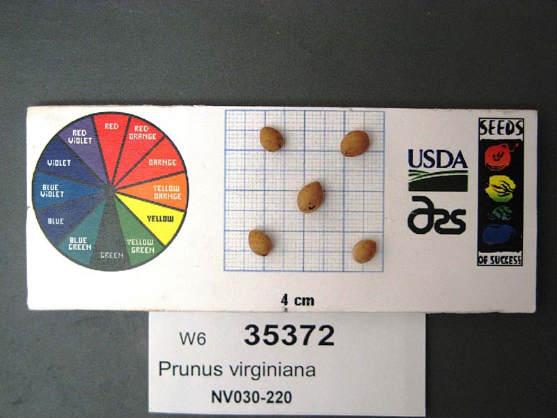 Click for 1 image(s) for this accession. SEED
