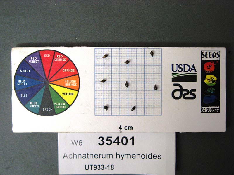 Click for 1 image(s) for this accession. SEED