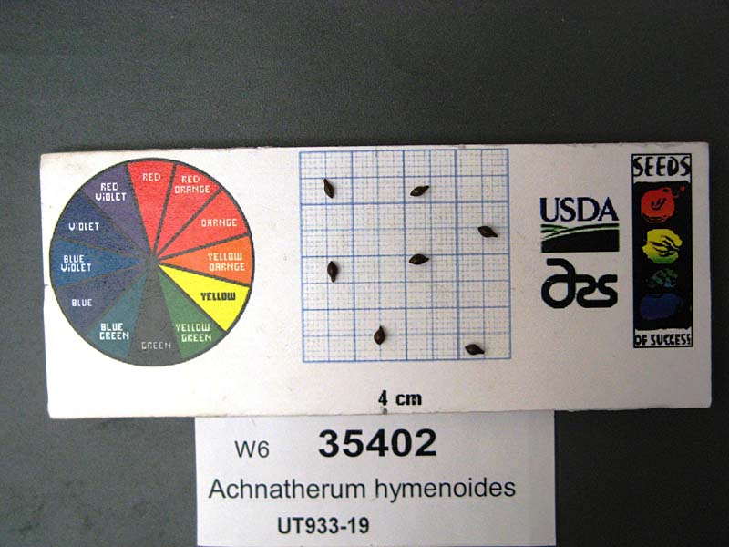 SEED