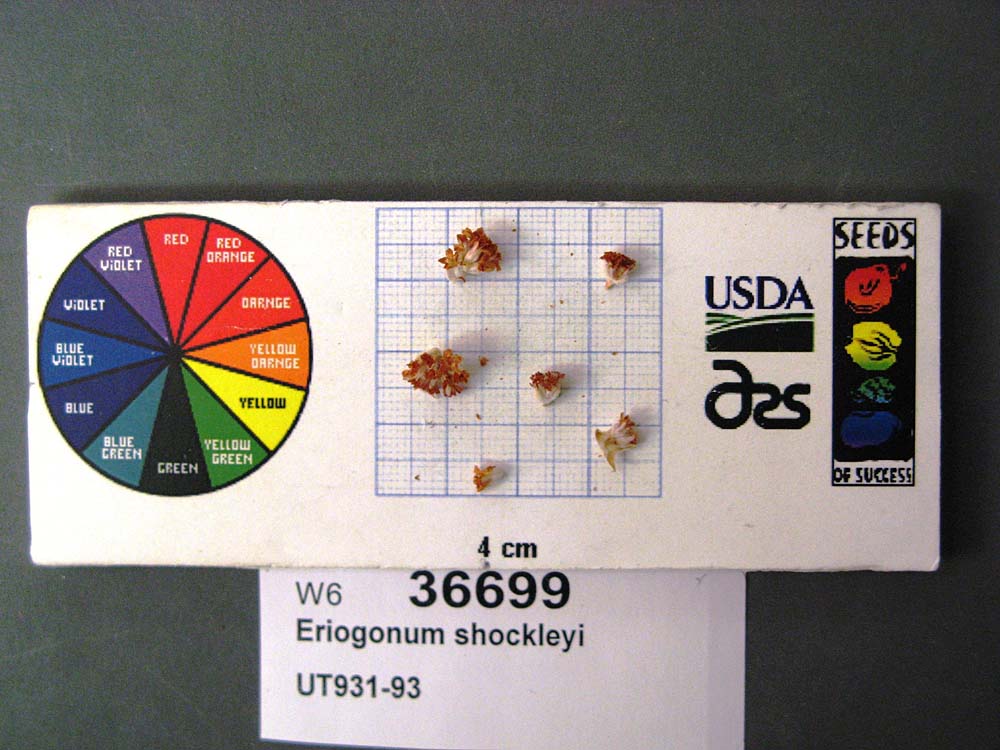 SEED