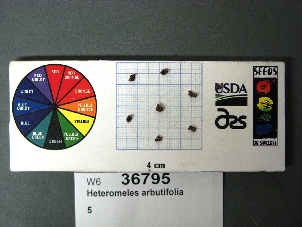 SEED