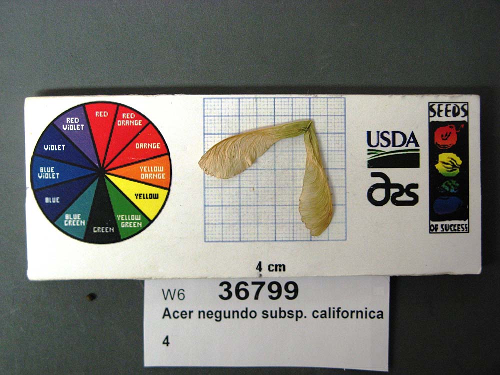 SEED