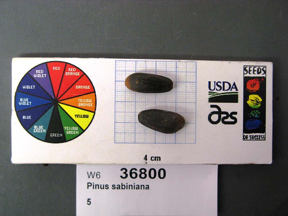 SEED