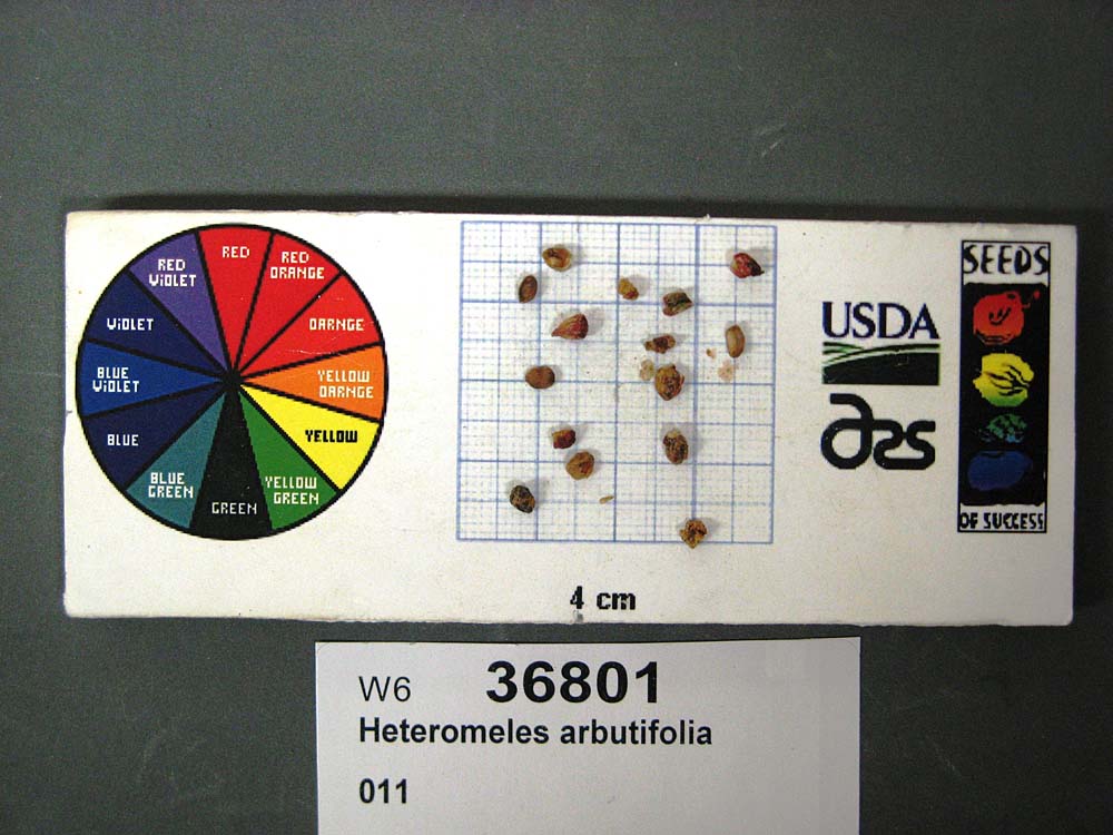 SEED