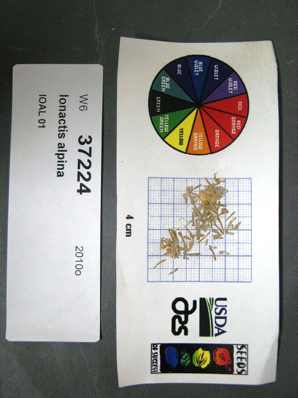 SEED
