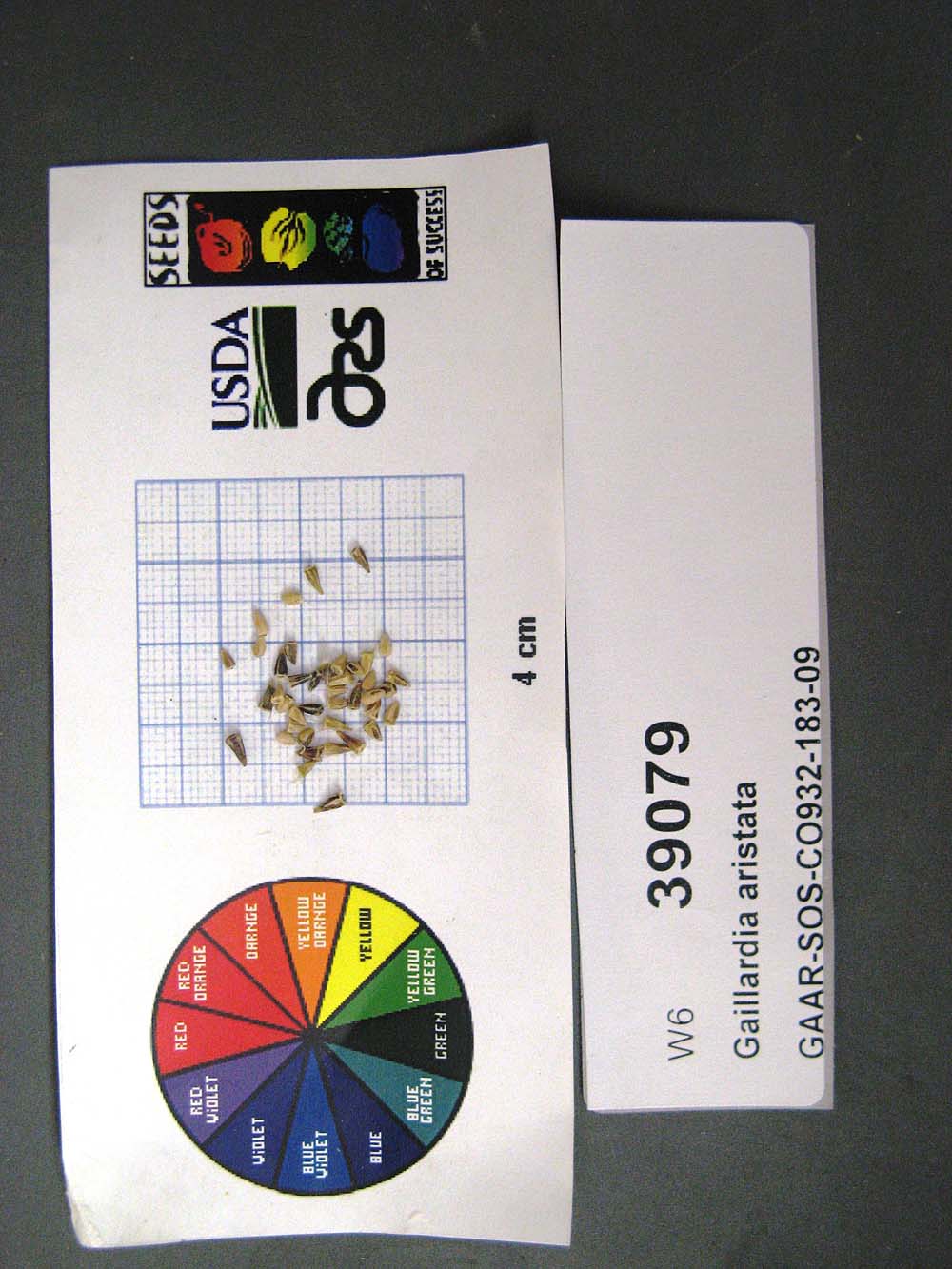 SEED