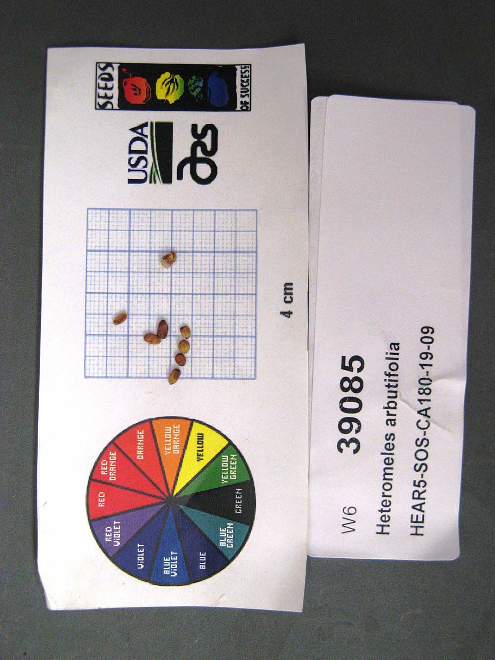 SEED