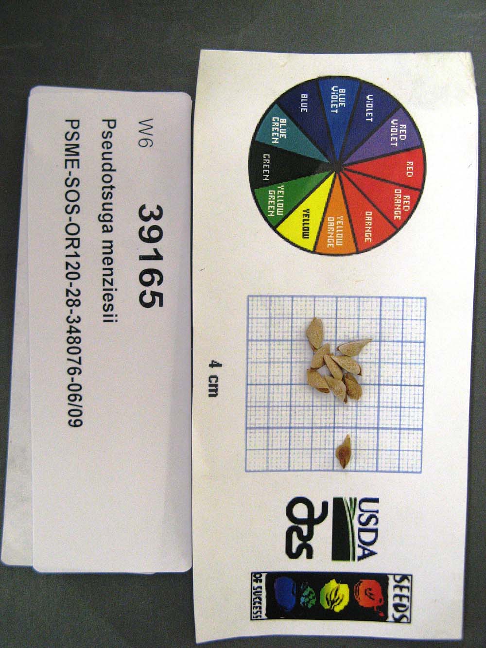 Click for 1 image(s) for this accession. SEED