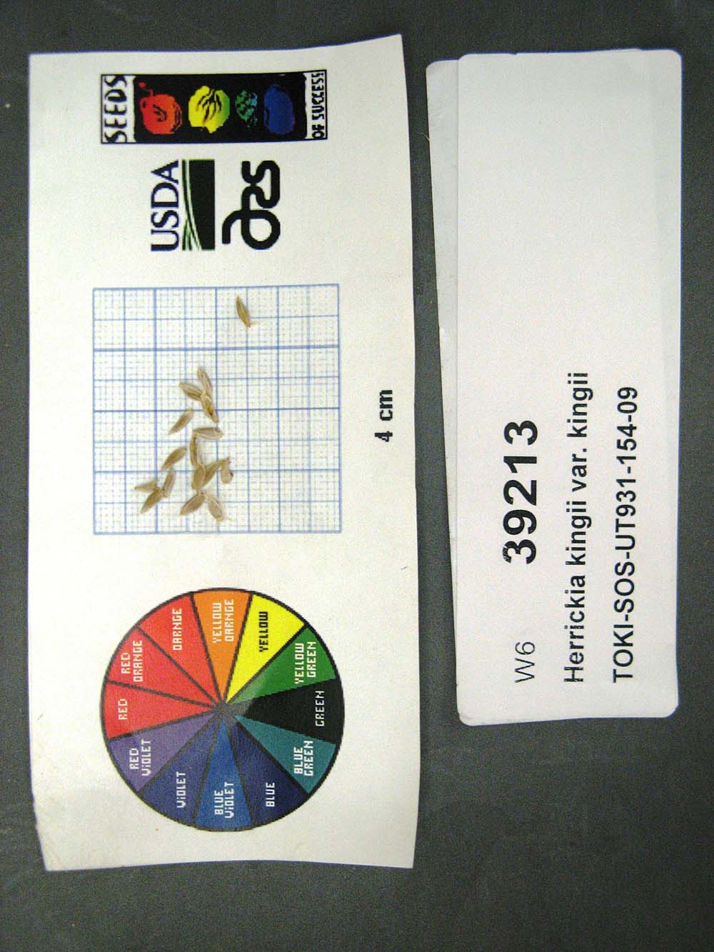 SEED