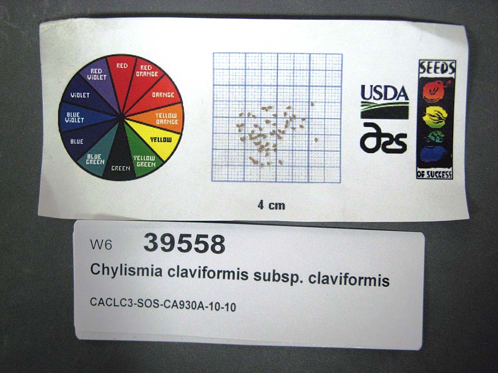 Click for 1 image(s) for this accession. SEED