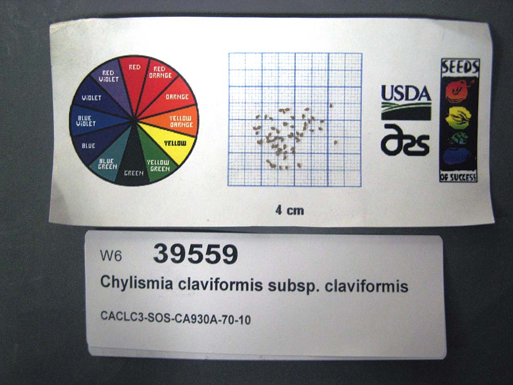 Click for 1 image(s) for this accession. SEED