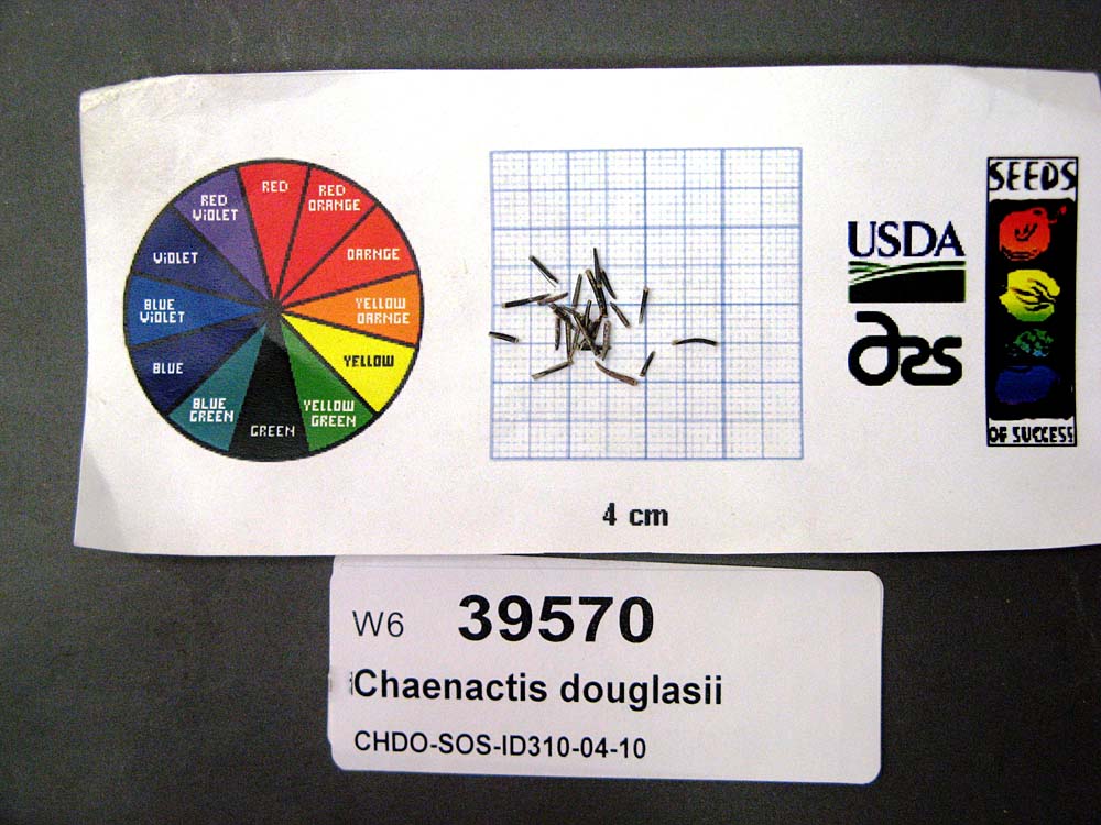 Click for 1 image(s) for this accession. SEED